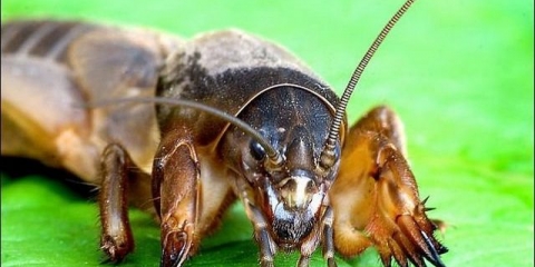 Kako se nositi s medvjedom